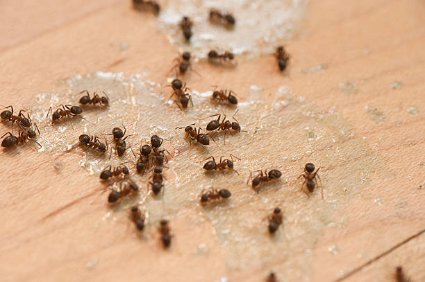 Best Pest Control for Homes  in Ogden, IA