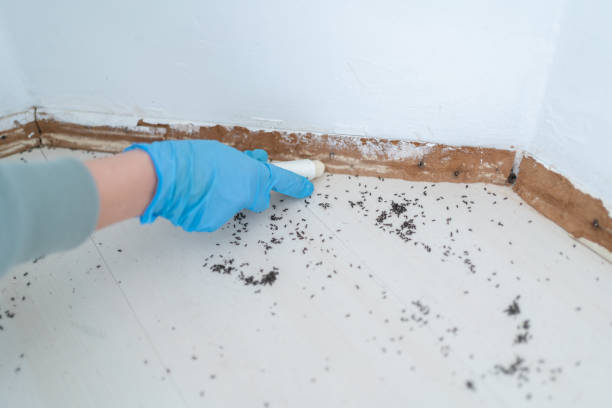 Best Termite Control Services  in Ogden, IA