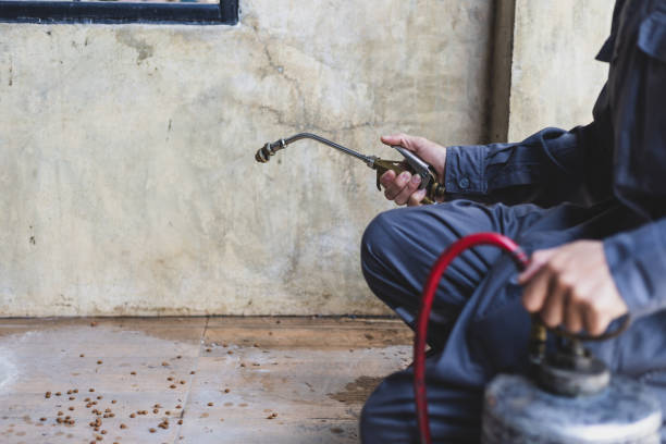 Best Rat Extermination Near Me  in Ogden, IA